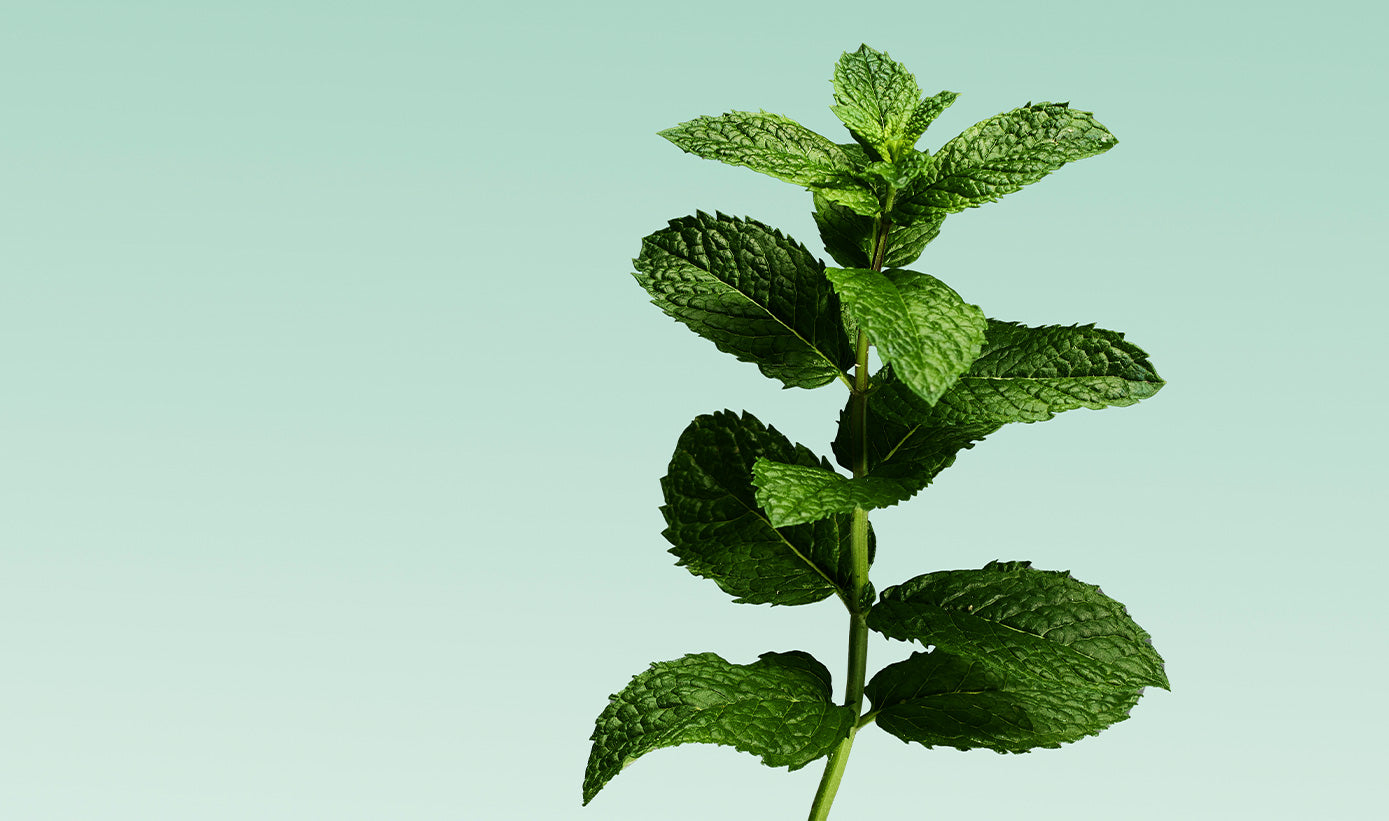 freshness that feels good: discover the benefits of our mild mint toothpaste